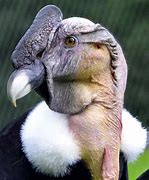 Image result for Vultur gryphus