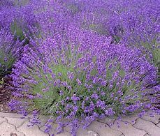 Image result for Lavender Muldar Follow