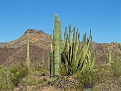 Image result for Arizona Desert Cactus