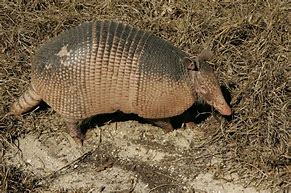 Image result for Armadillo Lizard