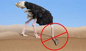 Image result for Binden Ostrich Head in Sand