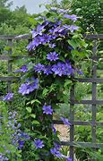 Image result for Perennial Climbing Vines