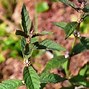 Image result for Native Cherry Tree