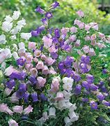 Image result for Campanula Swannables