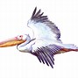 Image result for Pelican Fish Cartoon
