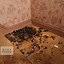 Image result for What Do Raccoon Poop Look Like