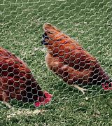 Image result for Chicken Wire Fence
