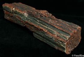 Image result for Arizona Rainbow Petrified Wood