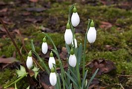 Galanthus Brenda Troyle に対する画像結果