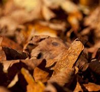 Image result for Autumn Brown