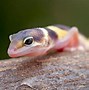 Image result for Leopard Gecko Pet