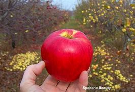 Image result for American Beauty Apple