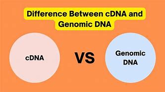 Image result for DNA vs cDNA