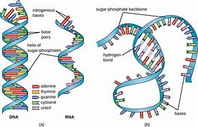 Image result for Gene Parts