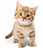 Image result for Picture 1Mb Size Cats