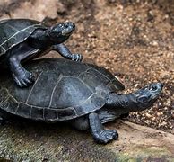 Image result for Happy Turtle Meme