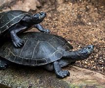 Image result for Turtle Bossy
