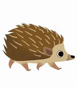 Image result for Hedgehog Porcupine