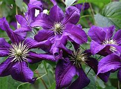 Image result for Deep Purple Clematis