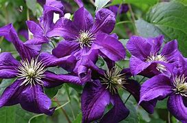 Image result for Clematis China Purple