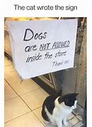 Image result for Shop Owner Cat Meme