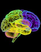 Image result for Big Human Brain