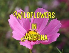 Image result for Wildflowers of Arizona Identification