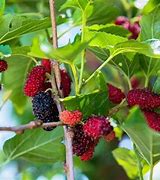 Image result for Pokok Mulberry