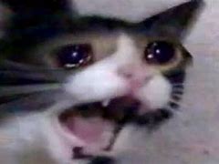 Image result for Cat Meme Sad Face Crying