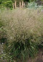 Image result for Deschampsia cespitosa Schottland