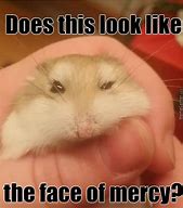 Image result for Bald Hamster Meme