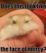 Image result for Hamster Fan Meme