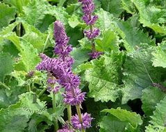 Image result for Salvia verticillata Purple Rain