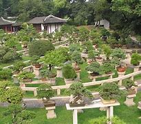 Image result for Bonsai Moss Garden