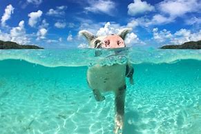 Image result for Swimming with Pigs Bahamas