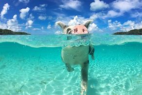Image result for Exuma Baby Pigs