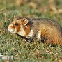 Image result for Peruvian Hamster