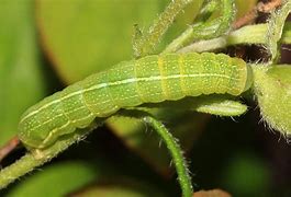 Image result for "green-fruitworm"