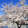 Image result for Japan Osaka Sakura