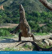 Image result for Largest Lizard