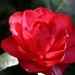 Image result for Camellia japonica Black Lace