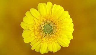 Image result for Cute Yellow Flowers