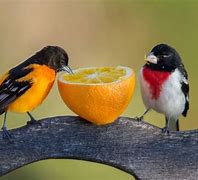 Image result for Fun Facts About Birds