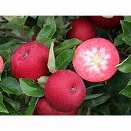 Image result for Cox Rosette Apple's