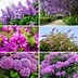Image result for Best Flowering Trees and Shrubs