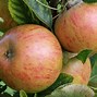 Image result for Apple Tree UK