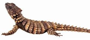 Image result for Armadillo Dragon Lizard