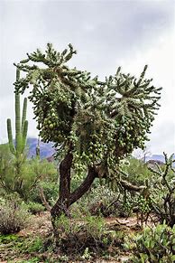 Image result for Arizona Desert Trees
