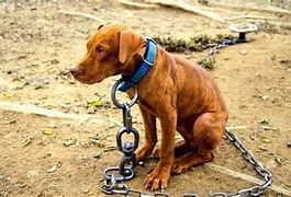 Image result for Dog Chain Hook