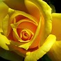 Image result for Yellow Wall Wallpaper